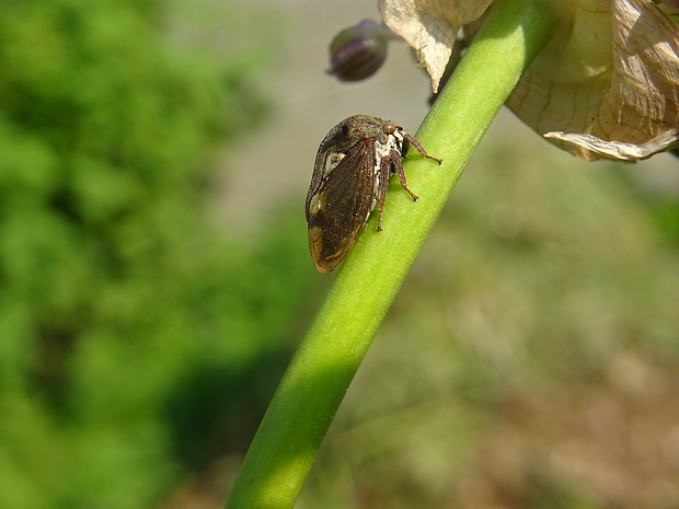 tŕňovka liesková Centrotus cornutus