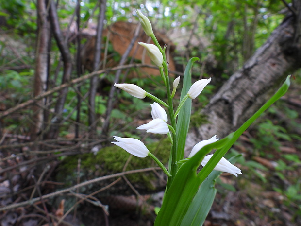 prilbovka dlholistá Cephalanthera longifolia (L.) Fritsch