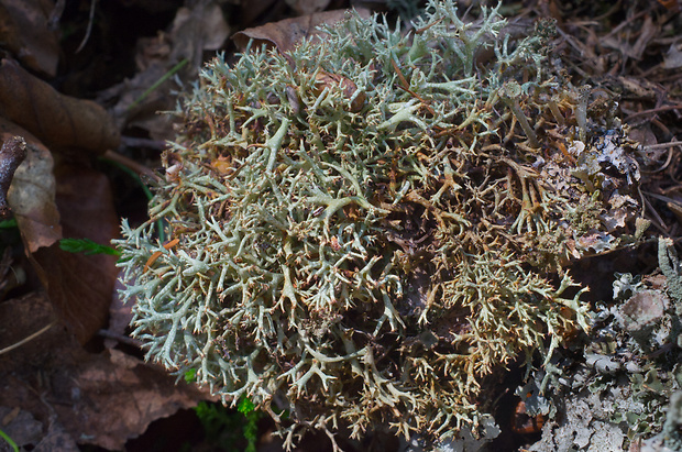 dutohlávka sobia Cladonia rangiferina (L.) Weber ex Wigg.