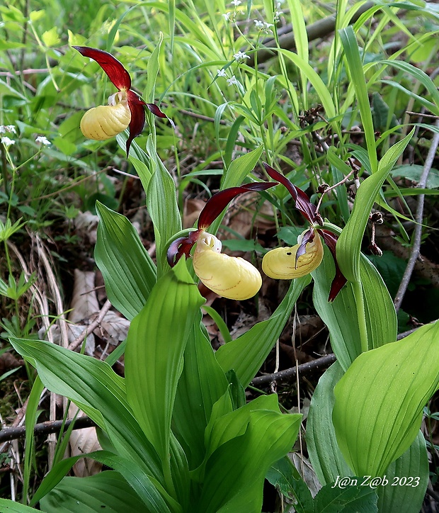 črievičník papučkový Cypripedium calceolus L.