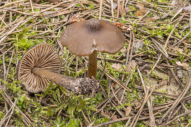 hodvábnica včasná Entoloma vernum S. Lundell