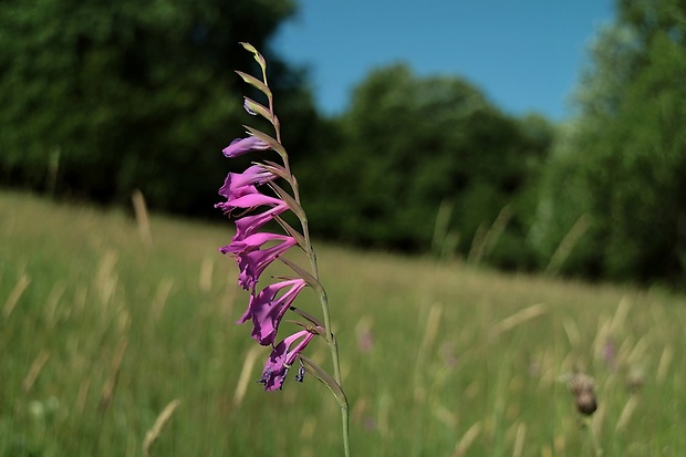 mečík škridlicovitý Gladiolus imbricatus L.