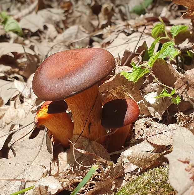 kališník hnedooranžový Omphalotus olearius (DC.) Singer