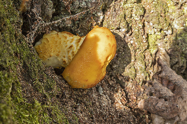 šupinovka Pholiota sp.