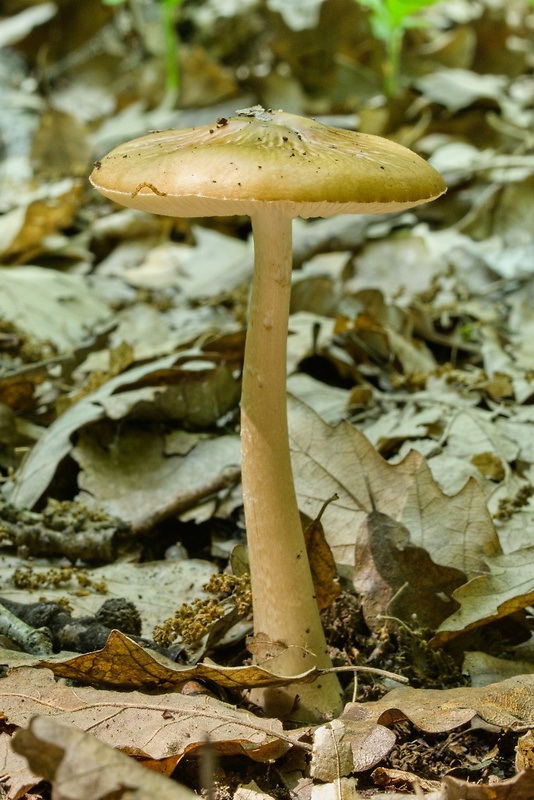 štítovka Pluteus sp.