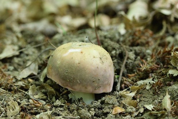 plávka Russula sp.