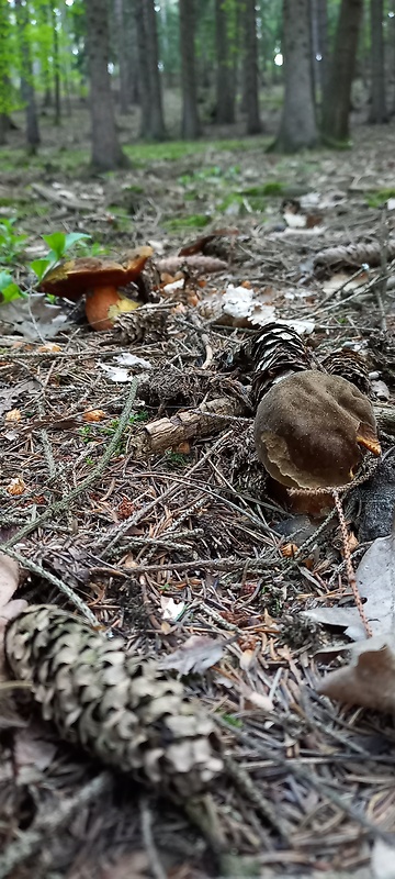 hríb zrnitohlúbikový Sutorius luridiformis (Rostk.) G. Wu & Zhu L. Yang