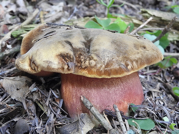 hríb zrnitohlúbikový Sutorius luridiformis (Rostk.) G. Wu & Zhu L. Yang