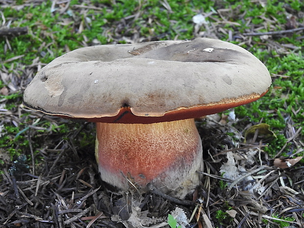 hríb zrnitohlúbikový Sutorius luridiformis (Rostk.) G. Wu & Zhu L. Yang