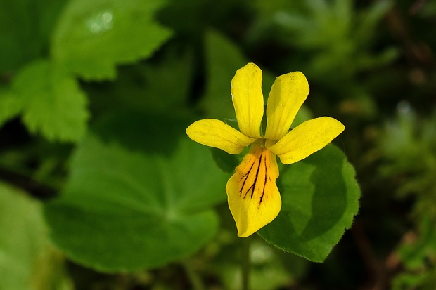 fialka dvojkvetá Viola biflora L.