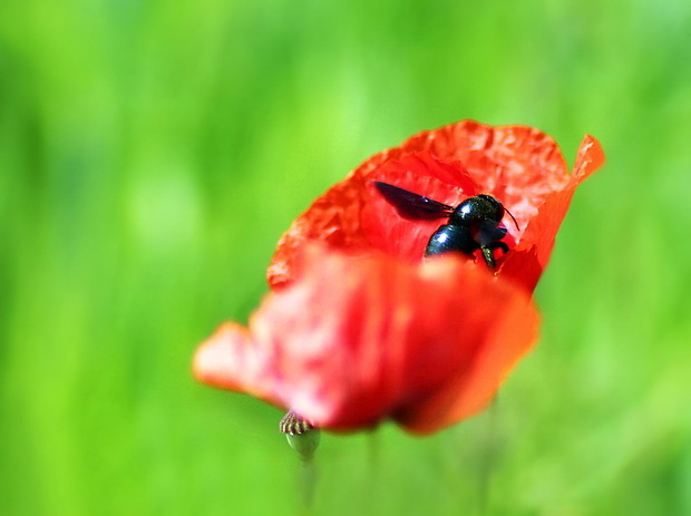 drevár fialový Xylocopa violacea