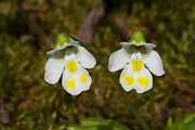 tučnica alpínska