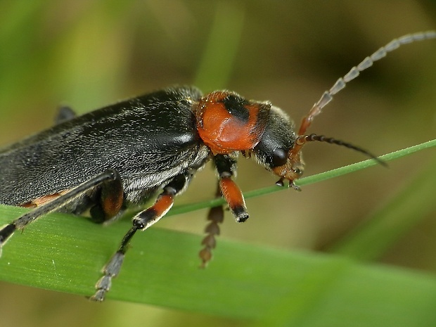 snehuľčík obyčajny  Cantharis rustica