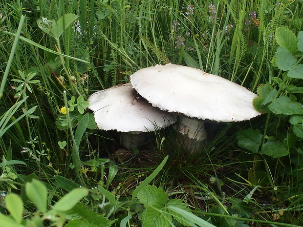 pečiarka Agaricus sp.