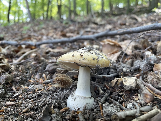 muchotrávka slamovožltá Amanita gemmata (Fr.) Bertill.