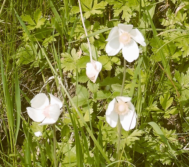 veternica lesná Anemone sylvestris L.