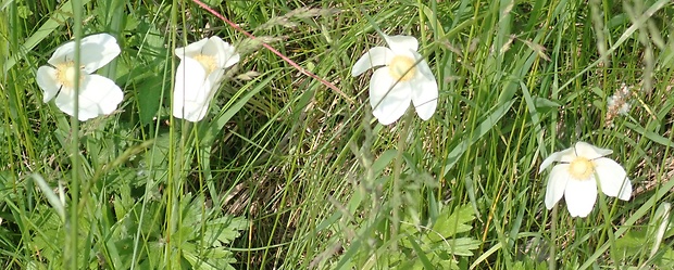 veternica lesná Anemone sylvestris L.