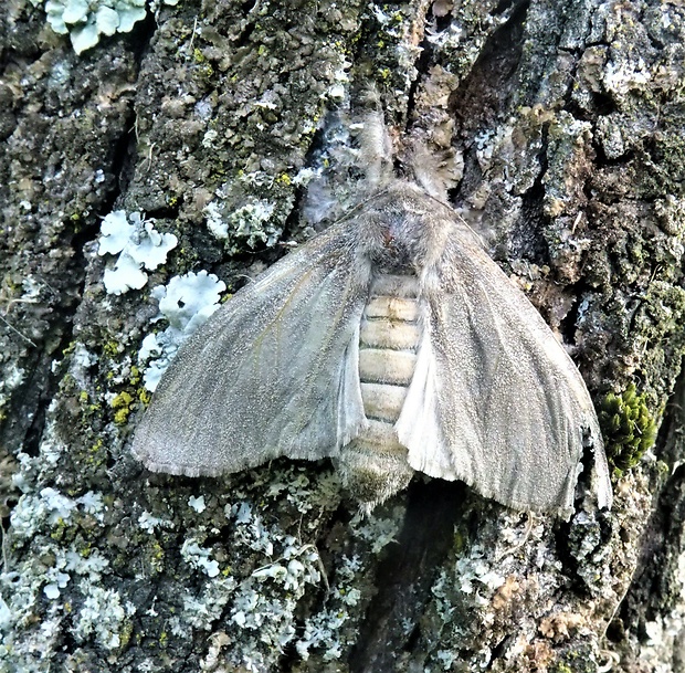 štetinavec orechový Calliteara podibunda L.