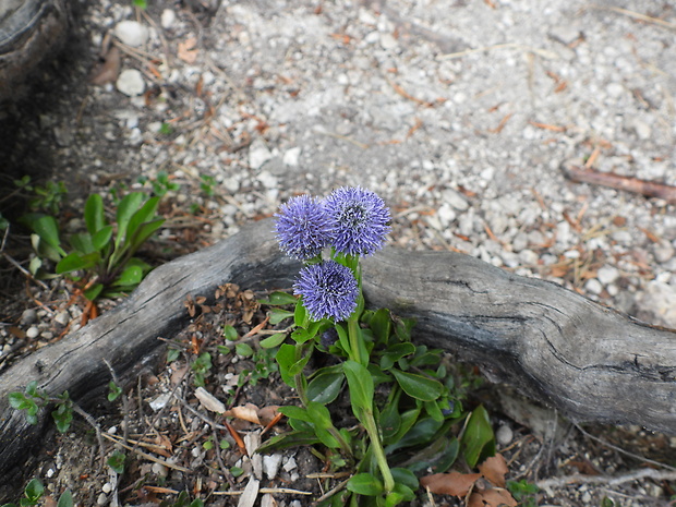 guľôčka bodkovaná Globularia punctata Lapeyr.