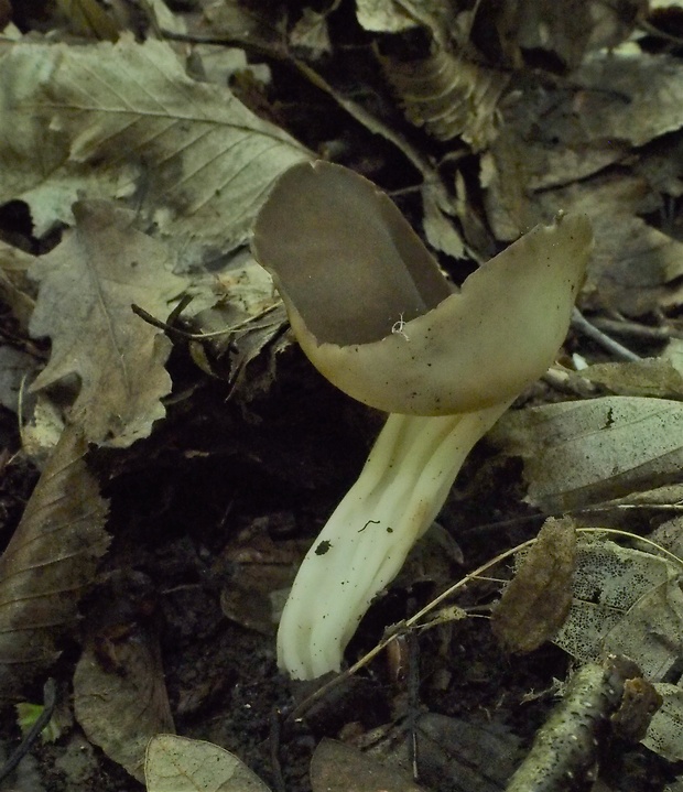 chriapač tmavý Helvella solitaria P. Karst.