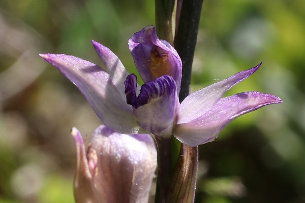 modruška pošvatá Limodorum abortivum (L.) Sw.