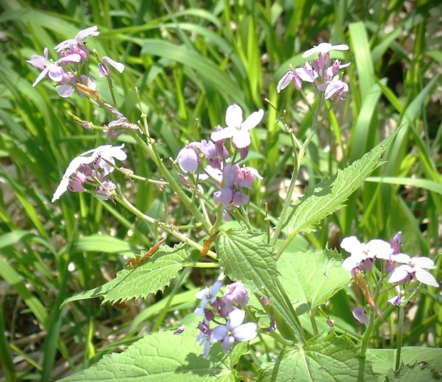 mesačnica trváca Lunaria rediviva L.