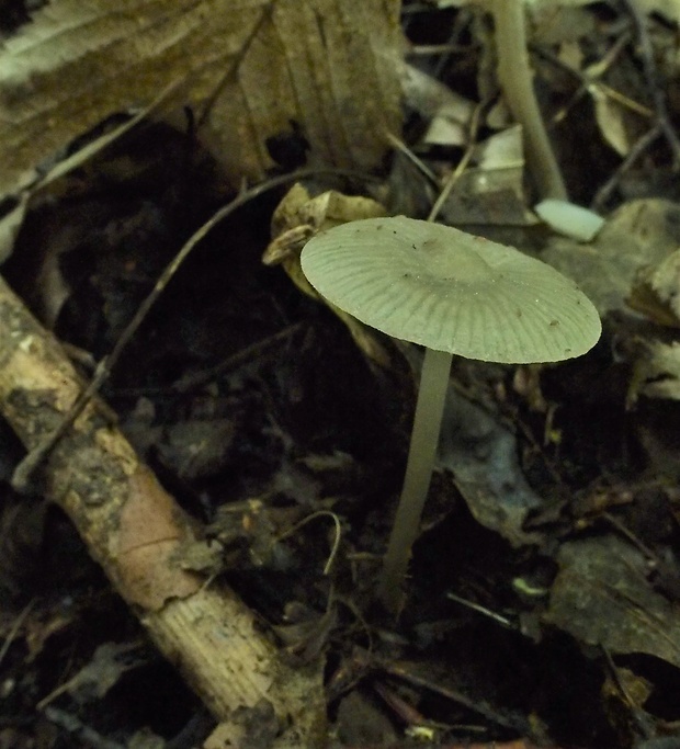 prilbička Mycena sp.