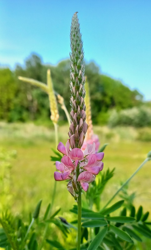 vičenec vikolistý Onobrychis viciifolia Scop.