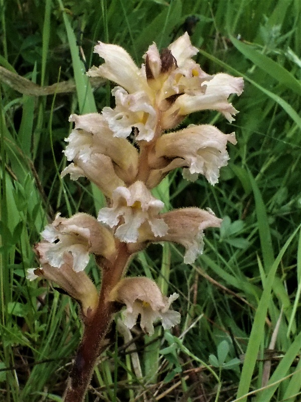 záraza žltá Orobanche lutea Baumg.