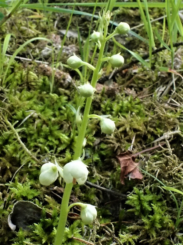 hruštička okrúhlolistá Pyrola rotundifolia L.