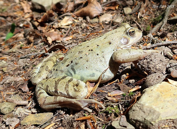 skokan hnedý  Rana temporaria (Linnaeus, 1758)