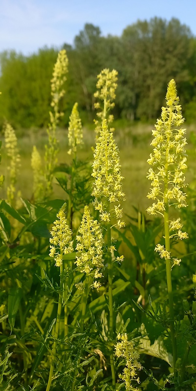 rezeda žltá Reseda lutea L.