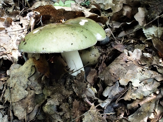 plávka Russula sp.