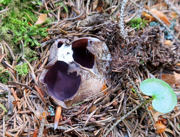 tulipánovka fialová Sarcosphaera coronaria (Jacq.) J. Schröt.