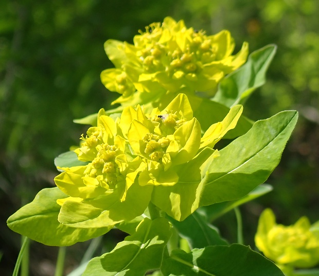 mliečnik mnohofarebný Tithymalus epithymoides (L.) Klotzsch et Garcke