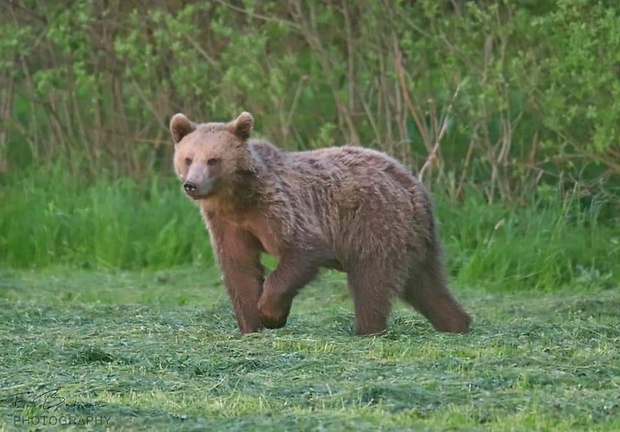 medveď hnedý  Ursus arctos