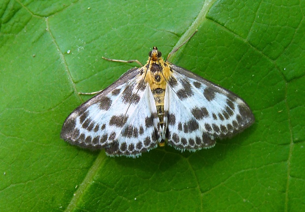 vijačka záhradná Anania hortulata