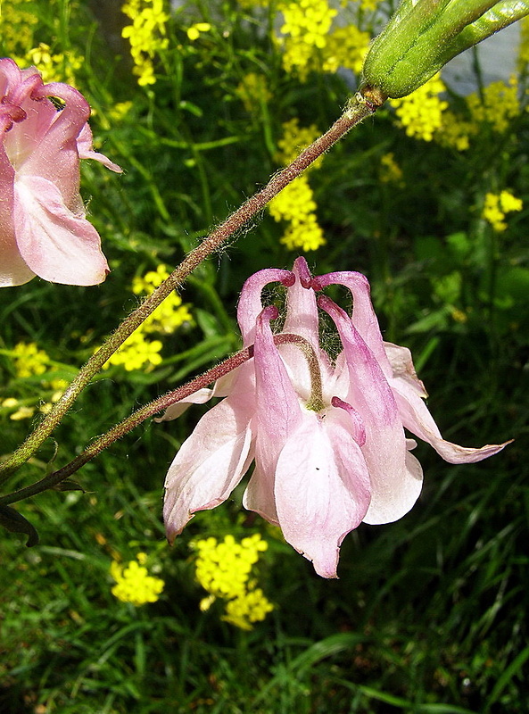 orlíček obyčajný Aquilegia vulgaris L.