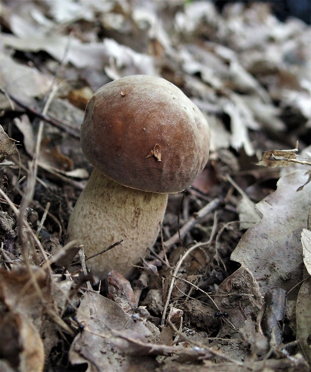 hríb dubový Boletus reticulatus Schaeff.