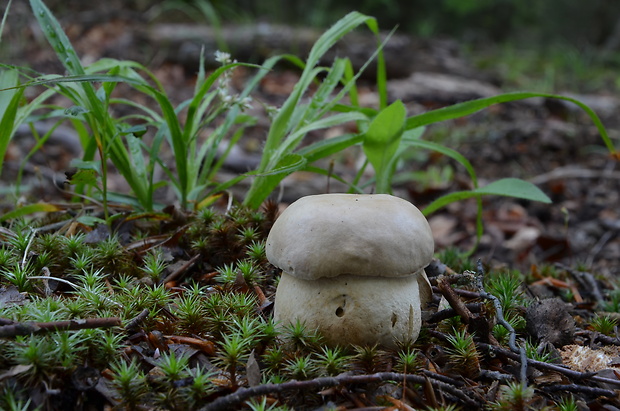 hríb dubový Boletus reticulatus Schaeff.