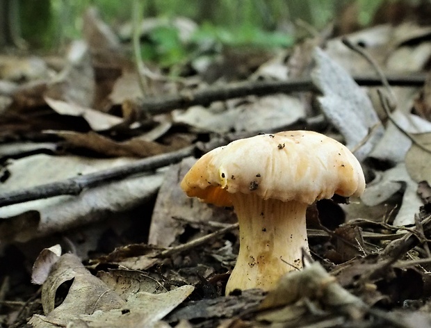 kuriatko jedlé Cantharellus cibarius Fr.