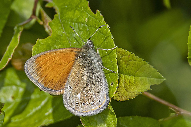 očkáň traslicový  Coenonympha glycerion