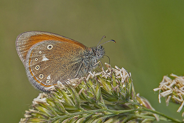 očkáň traslicový  Coenonympha glycerion