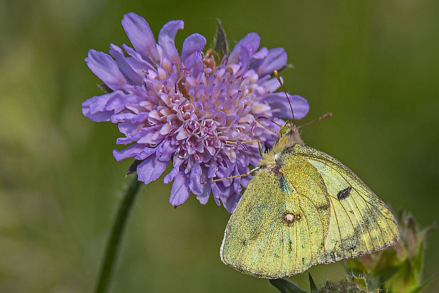 žltáčik Colias sp.