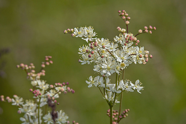 túžobník obyčajný Filipendula vulgaris Moench