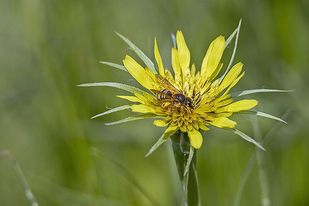 včielka  Halictus scabiosae  (Rossi, 1790)