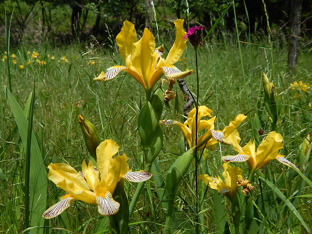 kosatec dvojfarebný Iris variegata L.