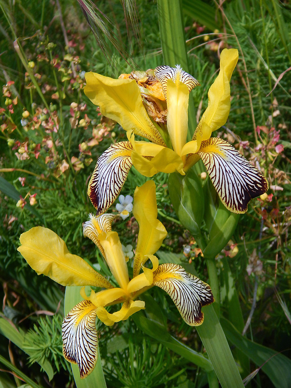 kosatec dvojfarebný Iris variegata L.