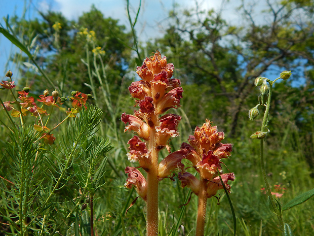 záraza útla Orobanche gracilis Sm.