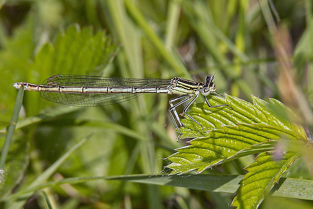 šidielko ploskonohé ♀ Platycnemis pennipes (Pallas, 1771)